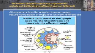 2015 B Cell Biology and T Follicular Helper Cells – The Fundamentals [upl. by Lodhia]