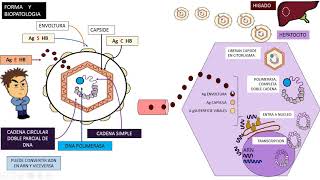 Virus Hepatitis B VHB [upl. by Ahseel]