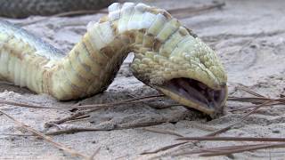 Eastern Hognose Snake Playing Dead [upl. by Manaker637]