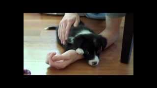 Cutest border collie puppy ever [upl. by Rosalia]