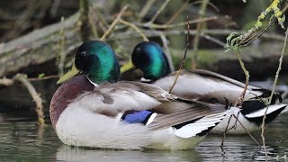 Ducks at Fairlands Valley Park [upl. by Ebonee]