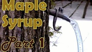 Making Maple Syrup Part 1 How to Select amp Tap a Maple Tree [upl. by Matazzoni459]