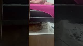 dog hiding under bed  eating tissue paper [upl. by Acie610]