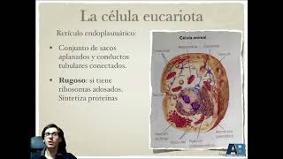 02  La célula Eucariotas y orgánulos Parte 1 Biología y Geología 4º de ESO [upl. by Ib]