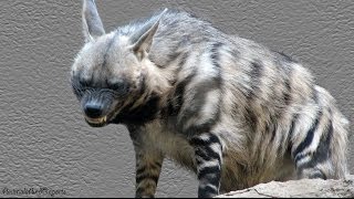 Striped Hyena [upl. by Seve]