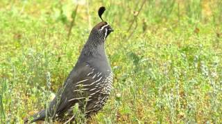 The California Quail [upl. by Ehctav]