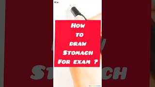 How to draw stomach step by step draw shorts [upl. by Nerland808]