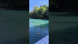 Swimming in the Aare RiverBern is an unforgettable 🇨🇭experience nature aareriver swimming [upl. by Nialb]