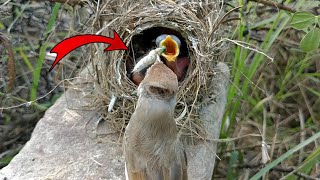 Great Reed Warbler bird feeding its babies Domestic silk moth BirdsofNature107 [upl. by Carlye148]