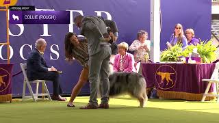 Collies Rough  Breed Judging 2024 [upl. by Ecyac]