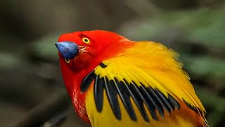 Unbelievable Bird Behaviours  BBC Earth [upl. by Worlock295]