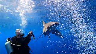 How NOT to dive with longimanus Sharks Elphinstone Reef 2022 [upl. by Wennerholn]