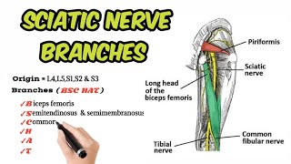 Sciatic nerve branches [upl. by Adnilym]