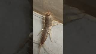 Lepisma saccharina Silverfish [upl. by Judah920]