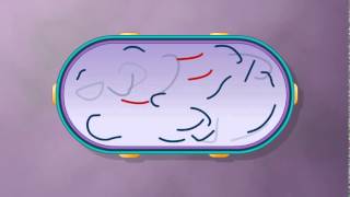 Generalized Transduction Bacterial Recombination Collected by Krishna Thapa [upl. by Marjie]