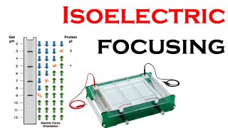 Isoelectric focusing in 2d gel electrophoresis [upl. by Hulbert27]