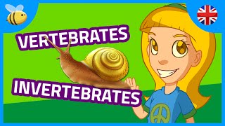 Vertebrates and Invertebrates Animals part 1  Kids Videos [upl. by Harmonia735]