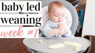 STARTING BABY LED WEANING ESSENTIALS  WEEK 1 RECAP  KAYLA BUELL [upl. by Uok]