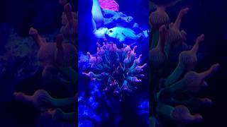 ocellaris ultrablackstorm reef anemone reeftank aquarium saltwater viral trendingshorts [upl. by Yessak]