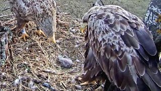 MerikotkasElmar brings fish Ella shows him the Eaglet🥰529 am 20230504 [upl. by Adaven]