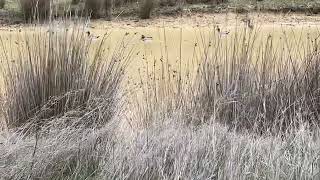 Wood ducks on dam Kyneton 5th Jul 2024 [upl. by Ruffi128]