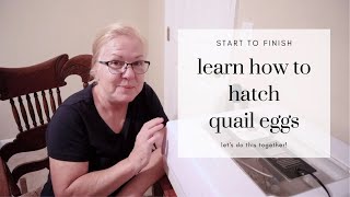 LEARN HOW TO HATCH QUAIL EGGS FROM START TO FINISH [upl. by Eiramlirpa768]