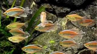 Congo Tetras Phenacogrammus interruptus [upl. by Sanbo]