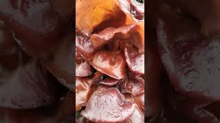 AURICULARIA Hongos gelatinosos comestibles Silvestres [upl. by Ecirted]