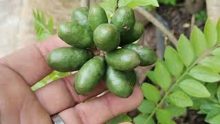 Cambucá mirtilo Emerald fruta do milagre grumixama Cambuci siriguela acerola Okinawa cajá dovialis🇧🇷 [upl. by Marka]