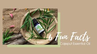 6 Fun Facts about Cajeput Essential Oil [upl. by Linis145]