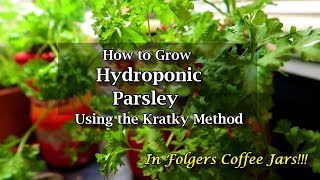 How to Grow Hydroponic Parsley Using the Kratky Method [upl. by Llerraf970]