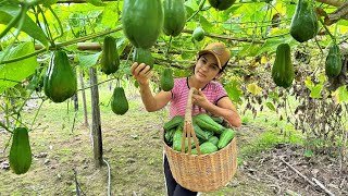 A Maneira Mais Fácil de Cultivar Chuchu em Casa [upl. by Anes]