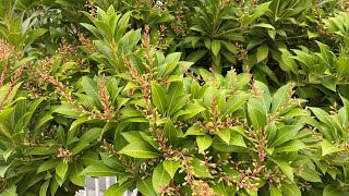 Tree Formed Pieris Japonica Spring amp Fall 4K  September 17 2024 [upl. by Lapotin]