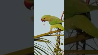 Alexandrine parakeet 🦜🦜female💫busy with food🤗pls subscribe🙏 [upl. by Yaral732]