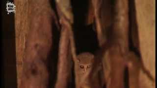 Strange animal  Tarsier Tarsius spectrum  Big eyes [upl. by Ynamreg56]