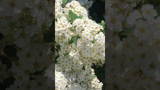 Vanhoutte spirea in full bloom [upl. by Esserac210]