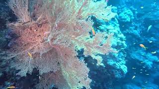 Jour 5 matin  Shaab Marsa Alam amp Elphinstone Reef Egypte  Mer Rouge [upl. by Paten]