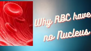 Red Blood Cells under the Microscope 400X and 1000X  Part 1 [upl. by Compton]