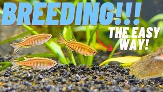 BREEDING MADE EASY How I EFFORTLESSLY bred my Glowlight Danios [upl. by Bacon]