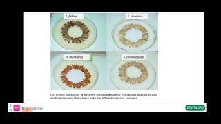 Entomopathogenic nematodes EPN Nematodes biocontrol agent  life cycle of nematode [upl. by Aitnic7]