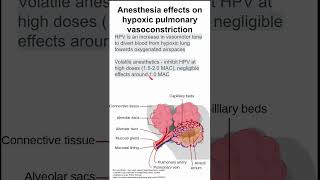 Anesthesia effects on hypoxic pulmonary vasoconstriction [upl. by Ariamat716]