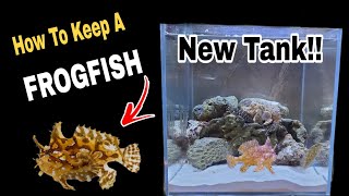 All You Need To Know Before You Get A FrogFish New Suprise [upl. by Rochelle]