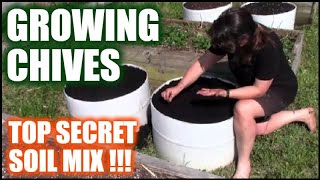 Growing Chives In Raised Beds And Containers  Secret Soil Mix [upl. by Duster]