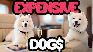 10 MOST EXPENSIVE dog breeds in the world 2024 💰 [upl. by Alegre]