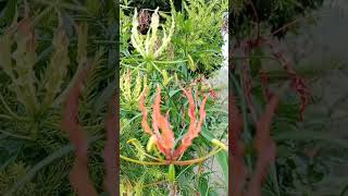 Gloriosa superba plant 🪻🍁🍁🌿🌿🌿🌱🌱RS Nursery malkera sikar 🪴🪴🍂🍂 [upl. by Zahc]