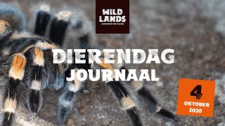 WILDLANDS Dierendag Journaal 2020 [upl. by Yevad]