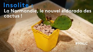 Insolite  la Normandie le nouvel eldorado des cactus [upl. by Nylinej465]