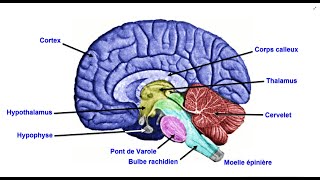 Lencéphale  Le système nerveux central [upl. by Avron743]