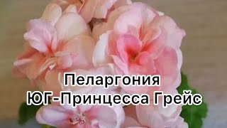 Пеларгония ЮГПринцесса Грейс🌺 пеларгония flowers цветоводство [upl. by Mathi]