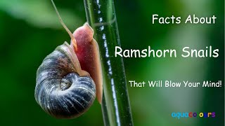 Facts About Ramshorn Snails That Will Blow Your Mind [upl. by Eyaj]